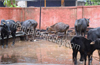 Mangaluru : Cattle smuggling bid foiled ; 16 cows rescued